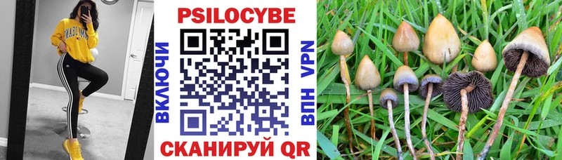 где купить Райчихинск Псилоцибиновые грибы Psilocybe